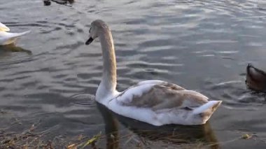Güzel, genç bir kuğu, sakin sularda süzülür. Etrafı nazik dalgalarla çevrilidir. Yakınlarda, bir ördek su bitkilerinin arasında yiyecek arıyor. Ortalık sakin ve huzurlu.