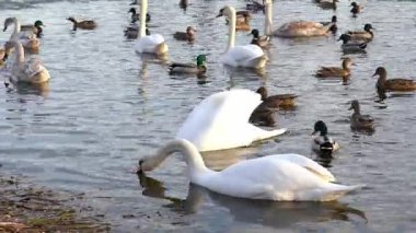 Suda süzülen ördekler ve kuğularla dolu sakin bir gölet. Batan güneş sahnenin üzerine sıcak renkler saçarak doğada barışçıl bir atmosfer yaratıyor.