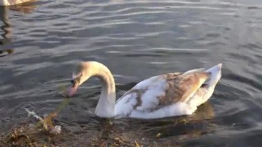 Genç bir kuğu, suyun kenarında huzur içinde yiyecek arar. Yumuşak dalgaların arasında su bitkilerini kemirir. Huzurlu bir ortamda vahşi yaşamın güzelliğini gösterir.