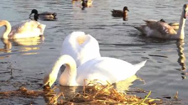 Kuğular ve ördekler sakin bir yerde toplanır. Güneş batarken suda yiyecek ararlar. Bu güzel açık havada huzurlu bir doğal ortam yaratırlar.