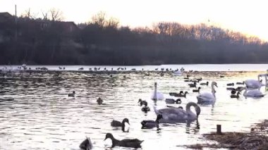 Kuğular ve ördekler şafak vakti sakin bir gölde zarifçe yüzerler. Yumuşak ışık suya yansıyarak ağaçlar ve vahşi yaşamla çevrili huzurlu bir atmosfer yaratır.