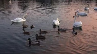 Kuğular ve ördekler, güneş batarken sakin sularda süzülerek göletin kenarında huzurlu bir atmosfer yaratırlar. Renklerin yansıması bu huzurlu ana güzellik katar.