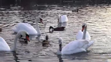 Kuğular, suyun tadını çıkaran ördeklerle çevrili sakin bir gölde süzülüyor. Sakin ortam, kuşlar etkileşime girerken doğada huzurlu bir anı yansıtıyor.