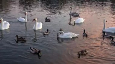 Kuğular ve ördekler gün batımında sakin bir gölde huzur içinde etkileşime girerler. Bu kuşlar doğal ortamlarında süzülürken sakin su güzel renkleri yansıtıyor. Doğanın cazibesini sergiliyor.