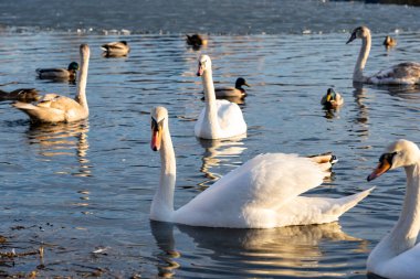 In a tranquil lake during sunset, swans glide smoothly through the water alongside a group of ducks. The golden light reflects on the serene surface, creating a peaceful atmosphere.
