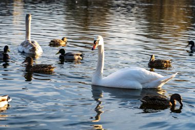 A white swan gracefully glides on the calm water of the lake, surrounded by various ducks. The golden sunlight reflects on the surface, creating a peaceful atmosphere.