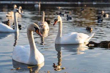 Two elegant swans glide gracefully across a calm lake, surrounded by various ducks and shimmering water. The sunlight reflects off the surface, enhancing the tranquil atmosphere.