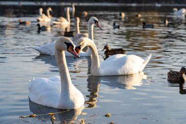 A pair of elegant swans glide through a tranquil lake, surrounded by various ducks. The warm hues of sunset reflect beautifully on the water, creating a serene atmosphere.