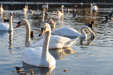 A group of swans glides smoothly across a calm lake, their reflection shimmering on the water. The sun casts a warm glow, illuminating the peaceful scene with other birds present.