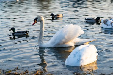 A graceful swan glides through the calm waters of a lake, accompanied by several ducks. The scene captures the tranquility of nature during early morning light.