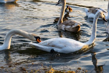 A group of swans and ducks paddle through calm waters as the sun sets, casting a warm glow over the scene. Their elegant movements create ripples on the surface.