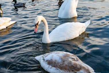 A white swan gracefully swims through calm waters alongside ducks as the sun begins to set, casting a warm glow on the serene lake scene, enhancing the peaceful ambiance.