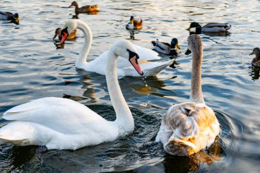 Two elegant white swans glide through calm waters alongside playful ducks, creating a serene atmosphere as the golden sunlight reflects off the lake's surface.