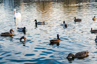 A group of ducks and a lone swan paddle gently across the calm waters of a lake, surrounded by the beauty of nature during a peaceful afternoon. Reflections shimmer on the surface.