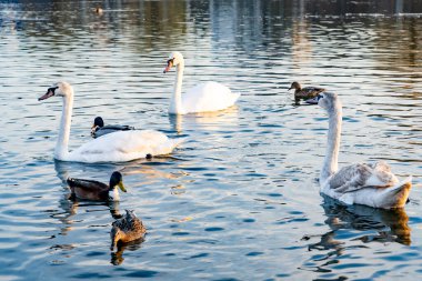 Graceful swans float alongside playful ducks in a calm lake at sunset. The warm light reflects on the water, creating a tranquil atmosphere in a natural setting.