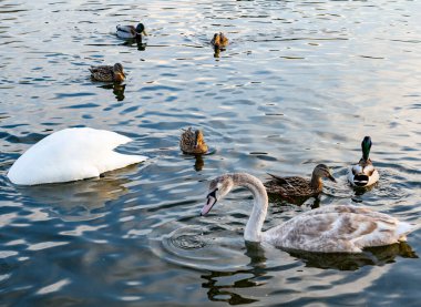 A graceful swan glides through calm waters, accompanied by a group of ducks. The sun reflects off the water surface, creating a serene and peaceful atmosphere in a natural setting.