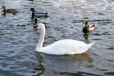 A graceful white swan glides through calm water, accompanied by several ducks. The sun sets in the background, casting a warm glow on the tranquil lake.