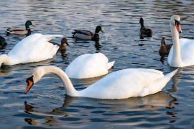 Two elegant swans glide through calm waters, accompanied by ducks. The tranquil lake reflects the clear sky, showcasing natures beauty during a sunny spring afternoon