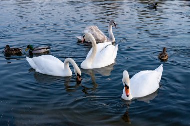 Four swans, two adult and two juvenile, are gracefully swimming in the clear waters of a lake, accompanied by a few ducks enjoying the serene environment on a sunny day.