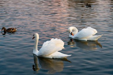 Two elegant swans swim effortlessly in the calm water, reflecting the warm hues of the setting sun. A duck can be seen nearby, adding to the serene atmosphere of the lake.