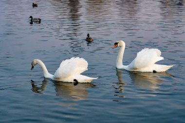 Two elegant swans swim serenely in a tranquil body of water. Surrounding them are several ducks, creating a peaceful atmosphere at dusk. The sunset casts a soft glow on the scene.