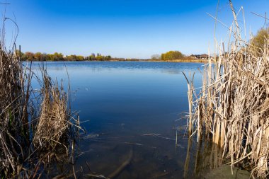 Suyun kenarında parlak mavi bir gökyüzünün altında uzun kamışlı sakin bir göl bölgesi. Manzara doğa meraklıları ve kuş gözlemcileri için mükemmel huzurlu bir atmosfer sunuyor..