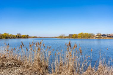 Altın sazlıklar nehir kıyısı boyunca uzanan sakin sular boyunca uzanan parlak güneş ışığını yansıtıyor. Mavi gökyüzü bu huzurlu ortamın huzurlu atmosferini arttırır..
