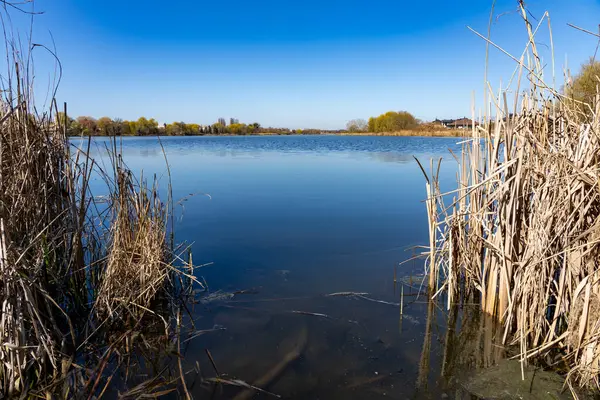 Sakin sular, uzun otlar ve ağaçlarla çevrili berrak mavi bir gökyüzünün altında uzanıyor. Sahne, güneşli bir günde doğanın huzur dolu özünü yakalar..