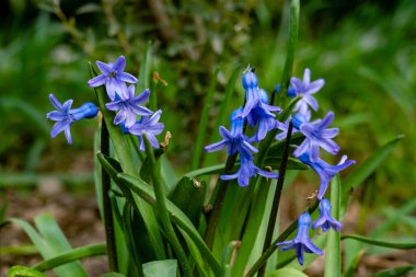 Narin mavi çiçekler bir bahçedeki yeşil yaprakların arasında gelişiyor. Canlı çiçekler bahar canlılığının ve doğal güzelliğin özünü yakalar..