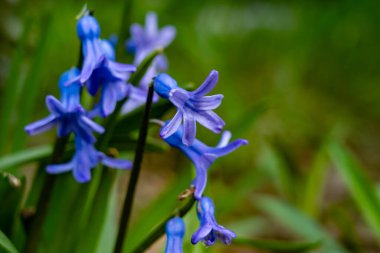 Narin mavi çiçekler yeşillikten ortaya çıkar, canlı renklerini ve eşsiz şekillerini sergilerler, baharda bahçede sakin bir atmosfer yaratırlar..