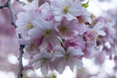 Narin pembe ve beyaz kiraz çiçekleri çiçek açmış ve yumuşak bir arka planda yapraklarını sergiliyorlar. Bu canlı görüntü, baharın özünü huzurlu bir bahçe ortamında yakalar..