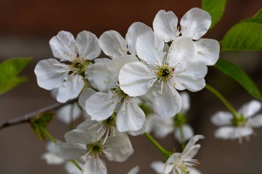 Narin beyaz kiraz çiçekleri baharda bir bahçede çiçek açarken güzelliklerini açığa çıkarırlar. Yumuşak yapraklar yeşil yapraklara karşı kontrastlı, sakin bir atmosfer yaratıyor..