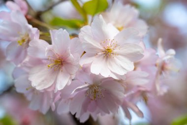 Narin pembe kiraz çiçekleri ilkbaharda çiçeklenir, yeşil ve mavi gökyüzünün bulanık arka planına karşı güzel yapraklarını ve ince detaylarını vurgularlar..