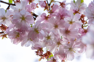 Pembenin farklı tonlarında narin kiraz çiçekleri dallarda gelişir ve baharın gelişini işaret eder. Yumuşak güneş ışığı, sakin bir ortamda güzelliklerini ön plana çıkarıyor..