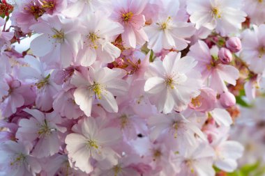 Narin pembe ve beyaz kiraz çiçekleri güneşli bir bahar gününde ağaçların dallarını doldurarak bahçede canlı ve güzel kokulu bir atmosfer yaratırlar..