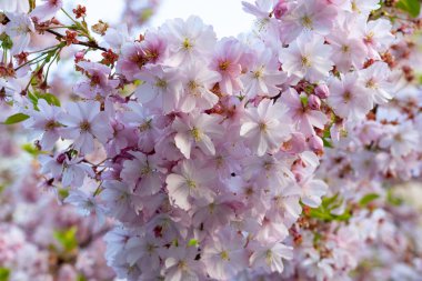 Yumuşak pembe kiraz çiçekleri baharda sakin bir bahçede dalları kaplar. Çiçekler canlı bir görüntü yaratıyor, arıları kendine çekiyor ve narin güzellikleriyle seyircileri eğlendiriyor..