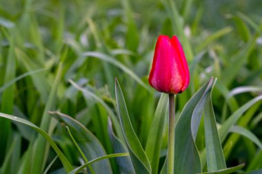 Canlı kırmızı bir lale bahçedeki yemyeşil yaprakların arasında çiçek açar. Çiçek doğal ışık altındaki güzel yapraklarını sergiliyor, baharın gelişini işaret ediyor..