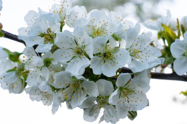 Narin beyaz kiraz çiçekleri dalda çiçek açar, canlı yeşil yapraklar sergilerler. Güneş ışığı yaprakların arasından süzülüp bahar aylarında güzelliklerini ön plana çıkarıyor..