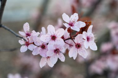 Hassas pembe kiraz çiçekleri güneşli bir bahar gününde çiçek açar. Yumuşak renklerden ve yeşillikten oluşan bulanık bir arka plana karşı canlı yapraklarını sergiler..