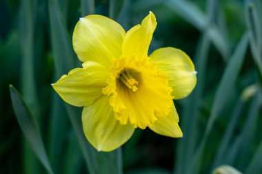 Bir bahar bahçesinde yemyeşil yaprakların arasında canlı sarı bir nergis çiçek açar. Çiçek yaprakları karmaşık ve güneşli bir renk sergiliyor, yenilenmeyi ve büyümeyi simgeliyor..
