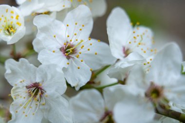 Canlı sarı erkek çiçekleri ile narin beyaz çiçekler, bahar mevsiminde huzurlu bir bahçe ortamında yeşil yapraklarla çevrili bir dalda çiçek açıyor..