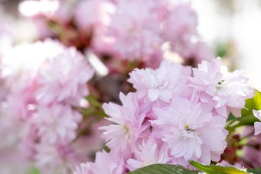 Güzel, pembe kiraz çiçekleri tomurcuklanıyor, canlı renklerini güneşli bir bahçede yeşil yaprakların bulanık arkaplanına karşı sergiliyorlar.