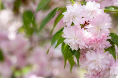 Narin pembe kiraz çiçekleri ortaya çıktı ve bereketli bahar sezonunda dingin bir park ortamında yemyeşil yapraklar arasında çarpıcı bir görüntü oluşturdu..