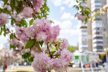 Hassas pembe kiraz çiçekleri kalabalık bir kentsel alanda dallardan sarkan çiçeklerdir. Yumuşak taç yaprakları, parlak mavi gökyüzünün altındaki yüksek binaların zeminine tezat oluşturuyor. Baharın gelişini müjdeliyorlar..