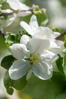 Narin beyaz elma çiçekleri baharda güneşli bir günde canlı yeşil dallarda çiçek açar. Doğal güzellik tozlayıcıları çeker ve bahçe manzarasını güzelleştirir..