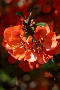 Parlak turuncu çiçekler baharın ılık güneşi altındaki renkli bir bahçede güzelliklerini sergiler. Yeşillik yaprakları tozlayıcıları çeker ve yeşil araziye hayat katar..