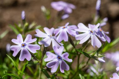 Beş yapraklı mor kır çiçekleri bulanık bir arka planda canlı bir şekilde çiçek açar. Narin taç yaprakları ve canlı renkleri çayırda dingin ve canlı bir atmosfer yaratır..