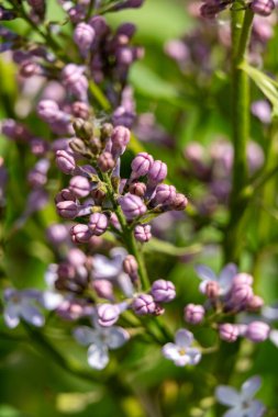 Zarif mor tomurcuklar, açık bir bahar gününde bir bahçede yemyeşil yaprakların arasında çiçek açarken görülür. Çiçekler, sıcak güneş ışığında renk ve yaşam vadediyor..