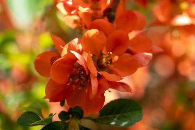 Canlı turuncu çiçekler yemyeşil bir bahçede çiçek açıyor, güneş ışığıyla aydınlanıyor. Renkli yaprakları çevreleyen yumuşak, bulanık yeşil yapraklar canlı ve sıcak bir atmosfer yaratıyor..