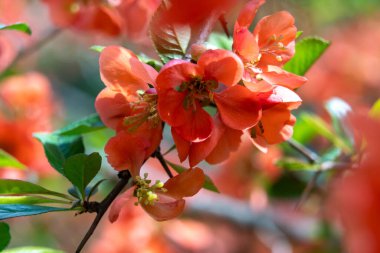 Parlak turuncu çiçekler yemyeşil dallarda yetişir, sakin bir bahçede doğanın güzelliğini sergiler. Güneş ışığı yaprakların arasından süzülür, baharın canlı renklerini güçlendirir.